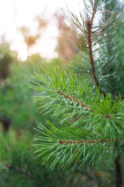 Pine tree branch close-up on defocused green background — Stock Photo, Image