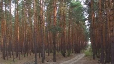 çam ormanı içinde güzel patika