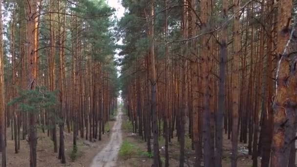 Hermoso sendero en bosque de pinos — Vídeos de Stock