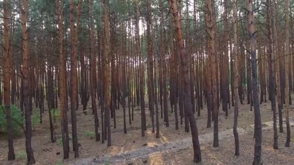Çam ormanı içinde güzel patika — Stok video