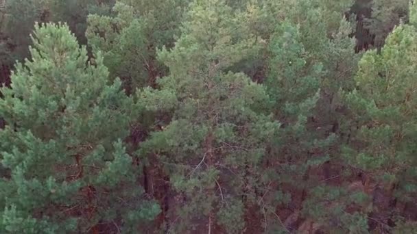 Beau sentier pédestre en forêt de pins — Video