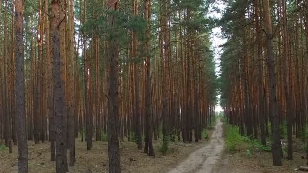 Schöner Fußweg im Kiefernwald — Stockvideo