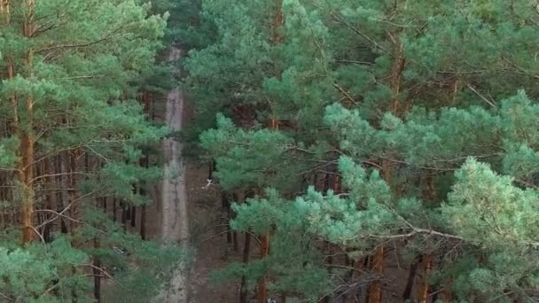 Hermoso sendero en bosque de pinos — Vídeos de Stock