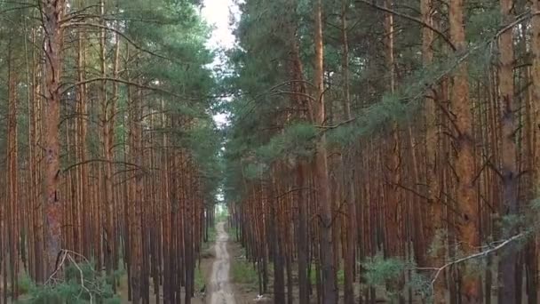 Beautiful footpath in pine forest — Stock Video