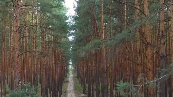 Hermoso sendero en bosque de pinos — Vídeos de Stock