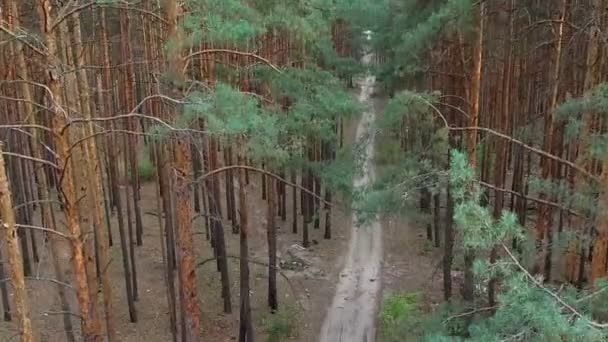 Hermoso sendero en bosque de pinos — Vídeos de Stock