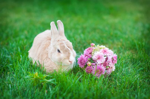 Paashaas met boeket van bloemen in een weide — Stockfoto