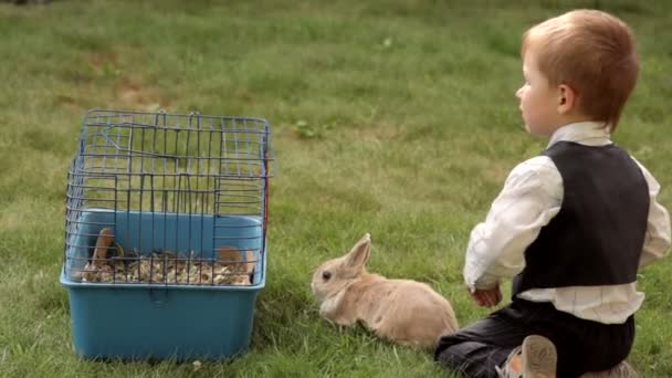 Kisfiú játszik a nyúl egy réten — Stock videók