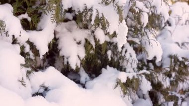 güzel oyuncak bir karla kaplı ağaç üzerinde açık asılı