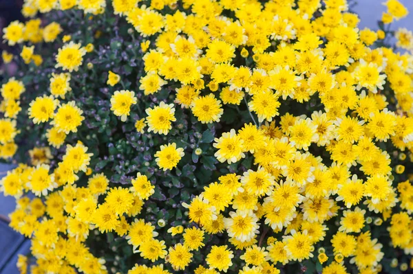 Gele chrysanten in de flowerbed — Stockfoto