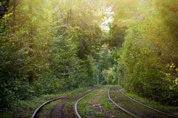 Ferrovie del tram nella zona del parco forestale della città — Foto Stock