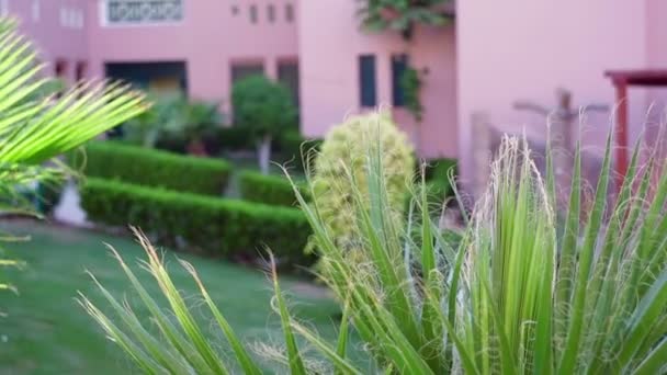 Deel van het grondgebied van het hotelgebouw met groene palm plant — Stockvideo