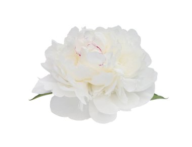 Beyaz arka planda izole edilmiş zarif beyaz şakayık çiçeği. Tasarım için kapatın. Doğa