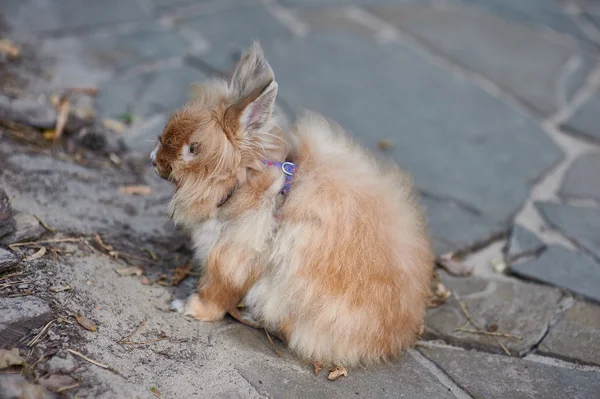 Güzel kabarık tatlı tavşan açık — Stok fotoğraf