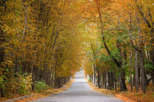 Road running through summer tree alley — Stock Photo, Image