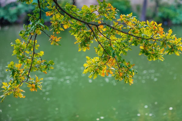 Όμορφο υποκατάστημα της μια φθινοπωρινή δέντρο σε ένα πάρκο — Φωτογραφία Αρχείου