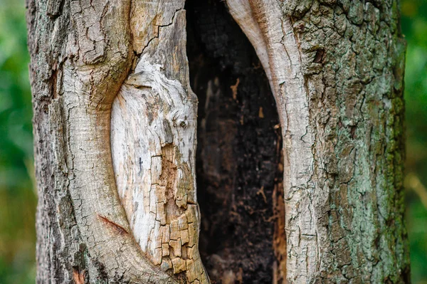 Fördjupning av ett gammalt träd — Stockfoto