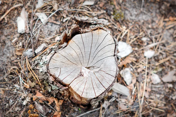 Ceppo albero della foresta — Foto Stock