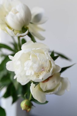 Beyaz şakayıklar çiçek açıyor. Zarif taç yaprakları ve yeşil yaprakları var. Taze güzellik, büyüme ve doğal zarafet vurgulanıyor.