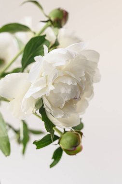 Açık beyaz bir çiçek ve gelişmekte olan yeşil bir tomurcuk gösteren şakayık, kırılganlığı, taze başlangıçları ve doğanın döngüsünü temsil ediyor.