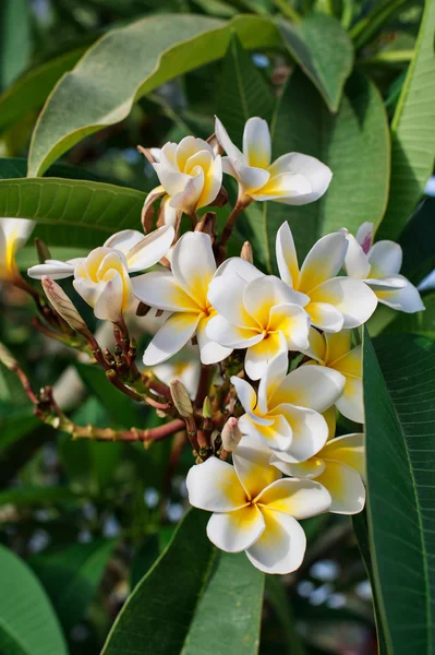 Kwiaty białe frangipani jest w pełnym rozkwicie w wczesnym rankiem — Zdjęcie stockowe