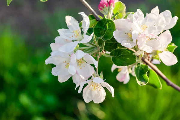 Blommande äppelträd på våren i trädgården — Stockfoto