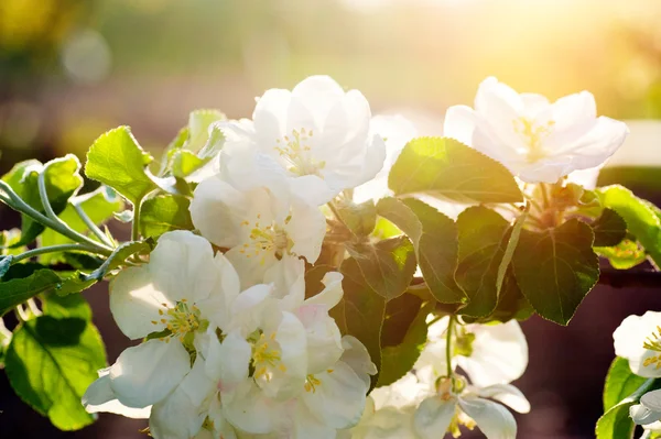 Blooming apple tree in spring time in garden — Stock Photo, Image