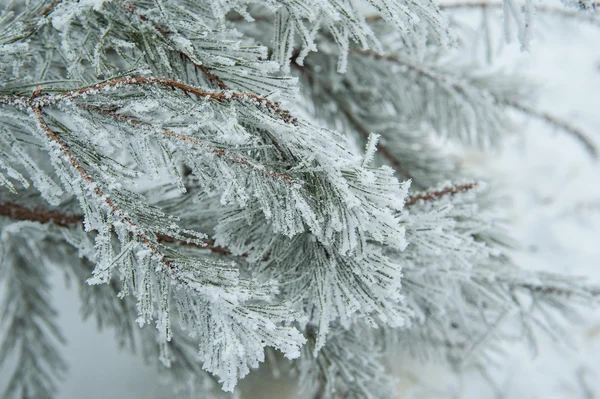 Piękny pokryte śniegiem drzewo gałąź w winter park — Zdjęcie stockowe