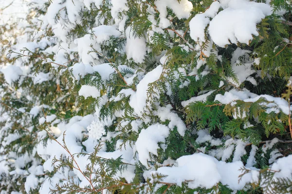 冬の公園の美しい雪に覆われた木の枝 — ストック写真
