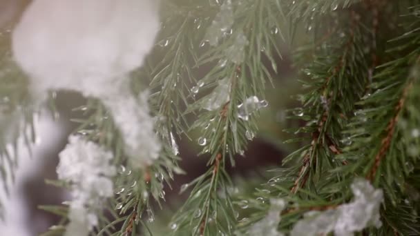 Сніжне зимове дерево в парку — стокове відео
