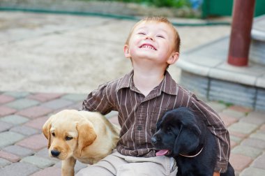 bir iki Labrador yavru ile açık oynayan küçük çocuk