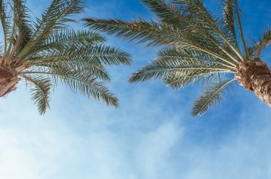 İki güneşli gökyüzü karşı ağaç tepelerinin palmiye