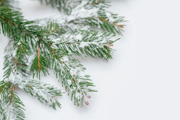 Snön täckte gren på vit bakgrund för gratulationskort — Stockfoto