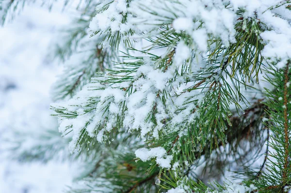 Schneebedeckte Kiefernzweige aus nächster Nähe — Stockfoto