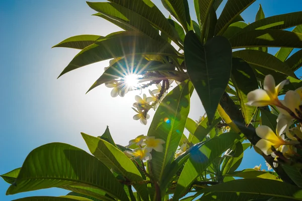 A levelek és virágok frangipani keresztül napsugarak — Stock Fotó