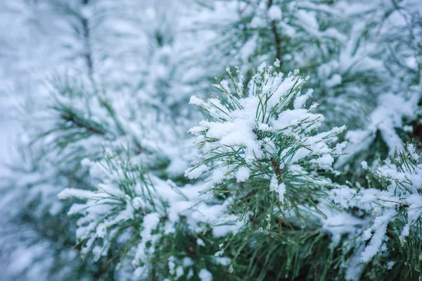 Coniferous branches covered with hoarfrost. Close up — Stock Photo, Image