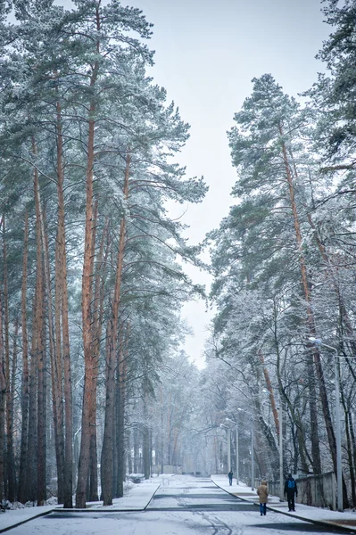 Cesta lesem zimní — Stock fotografie