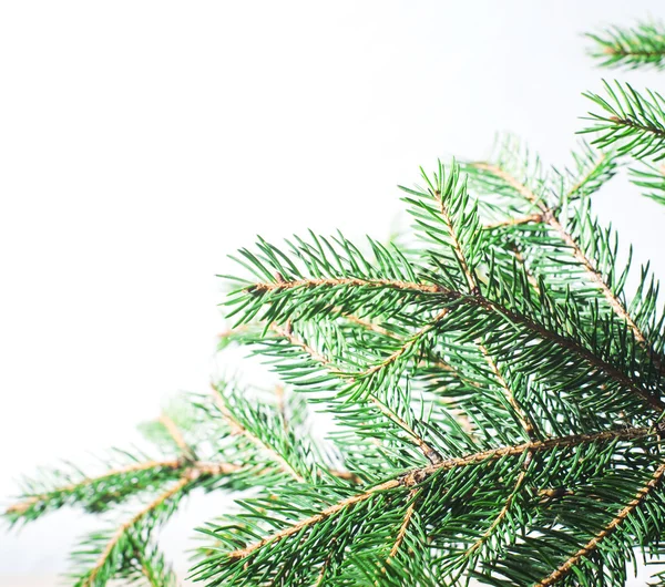 Zweige eines Weihnachtsbaums auf weißem Hintergrund — Stockfoto