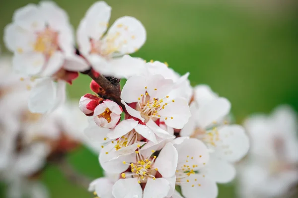 Vackra våren blommor aprikoser närbild — Stockfoto