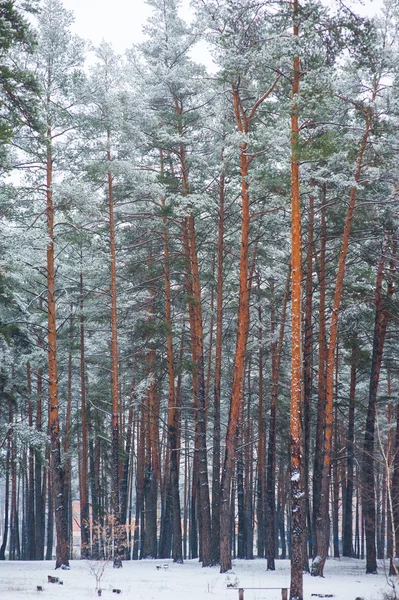 Borde de un bosque de pinos en invierno —  Fotos de Stock