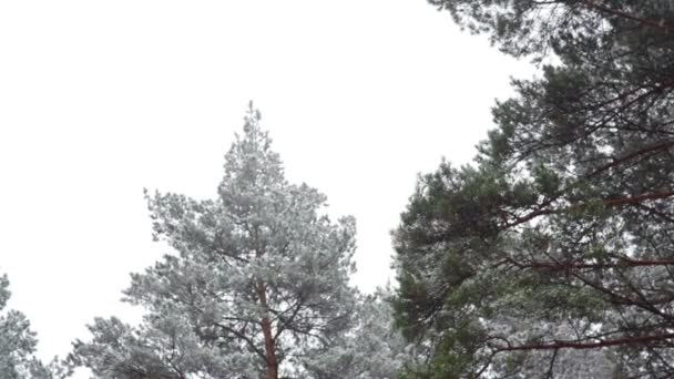 在冬天，雪花飘落的松树林 — 图库视频影像