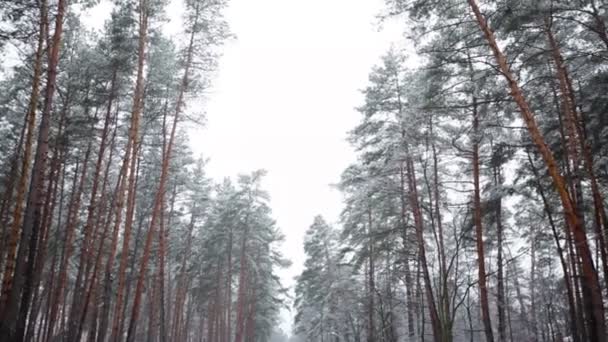 Bosque de pinos en invierno y nieve cayendo — Vídeo de stock