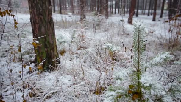 Сосновый лес зимой и падающий снег — стоковое видео