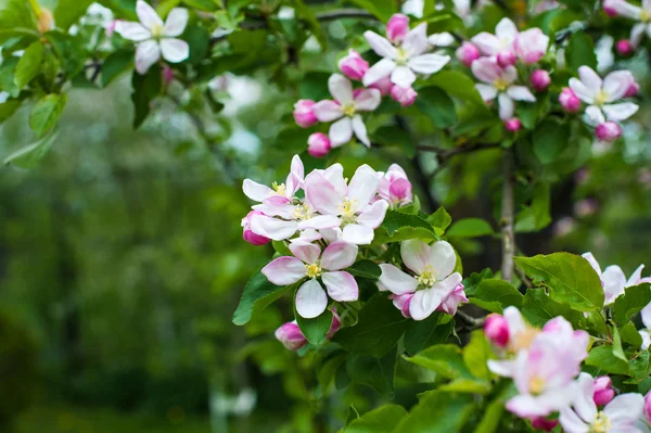 Blommande äppelträd på våren — Stockfoto