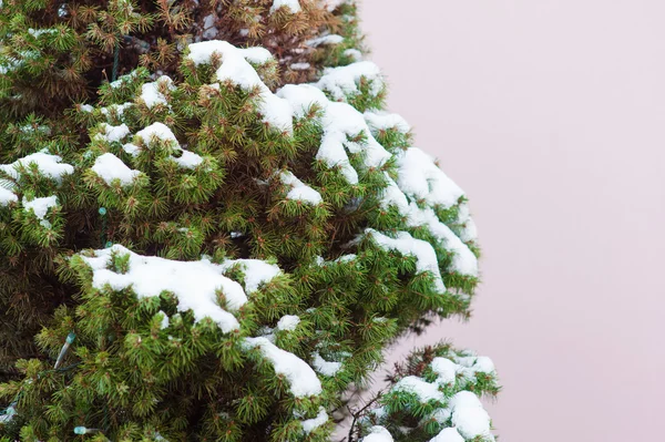 雪の中のクリスマス ツリーの枝 — ストック写真