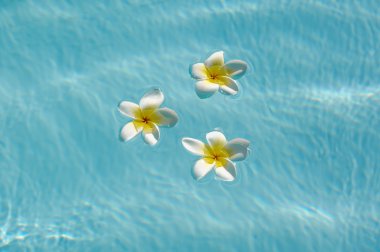 Frangipani çiçek mavi su