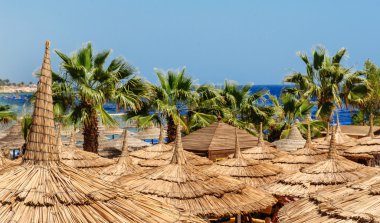 Plaj şemsiyeleri ve palmiye ağaçları kum plajındaki