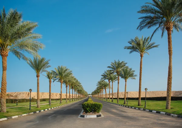 Highway with palm trees in Egypt — Stock Photo, Image