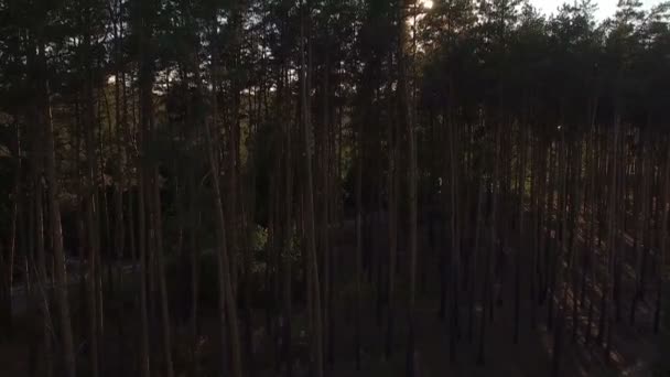 Rayons de soleil coulent à travers les arbres dans la forêt de pins 