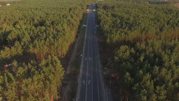 Carretera con coches en movimiento en un bosque de pinos — Vídeo de stock
